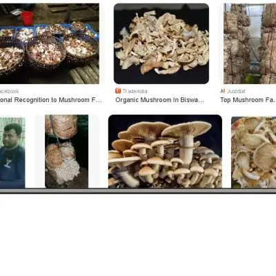 Dry Mushroom