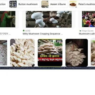 Fresh Mushroom