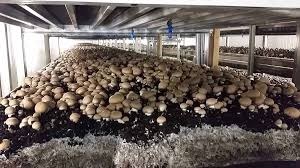 Button Mushroom Training