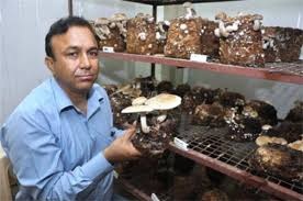 Mushroom Shitake Advanced Training