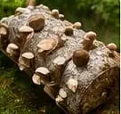 Mushroom Training
